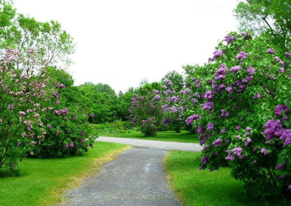 The lilac grove at Montreal Botanical Garden is a great place to re-visit in my mind! May 2009