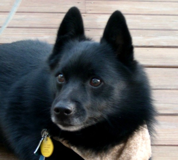 Pasha in April 2005, a week before his eighth birthday.