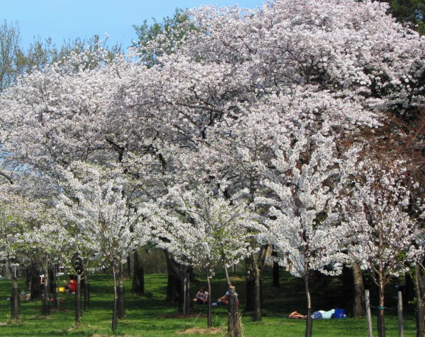 Visitors wisely invest some time in resting under the cherry blossoms, Washington DC, April 2013