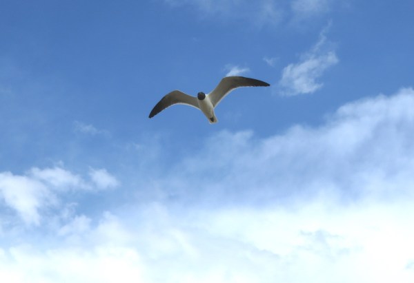 A seagull soars over the Atlantic at Dam Neck, Virginia, June 2014
