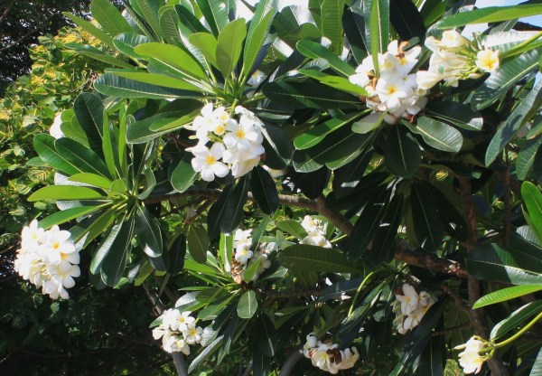 The sweet scent of these plumeria brought back happy Hawaiian memories. Barbados, March 2010
