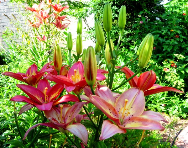 These beautiful lillies are part of a reading garden at the public library. Poquoson, Virginia, 2014