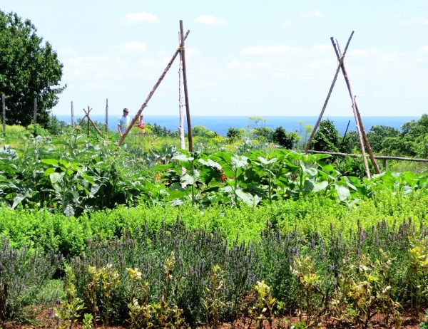A summer day in the gardens at Monticello, near Charlottesville, Virginia, June 2014