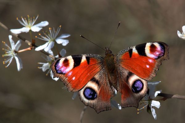 Peacock butterfly (inachis io) by Charlesjsharp  (CC BY-SA 3.0)