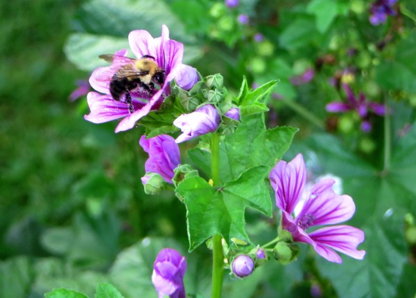 It's a lot of work to store away a bit of sweetness. Monticello, July 2014