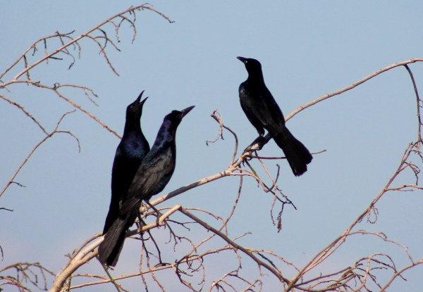It would be easy for me to postpone work with grackles all around. Common boat-tailed grackle by cuatrok77 via Wikimedia Commons 