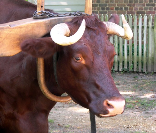 I photographed this yoked ox at Colonial Williamsburg, Virginia, in October 2005,