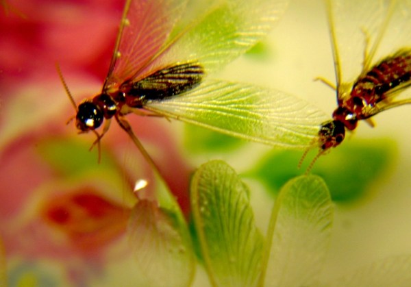 Little by little, termites create billions of dollars in damage each year.  Photo by William Cho; image has been cropped.  (Termites Attack 1 Uploaded by russavia) CC-BY-SA-2.0, via Wikimedia Commons