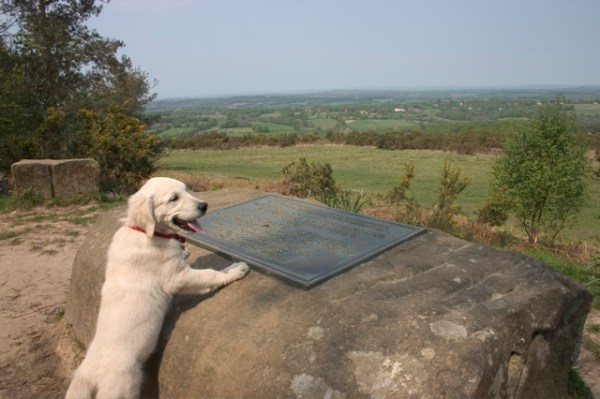 Milne and Shepard are remembered at Ashdown Forest, where animals and children still play. Photo by David Brooker via Wikimedia Commons [CC-BY-SA-2.0 (http://creativecommons.org/licenses/by-sa/2.0)]