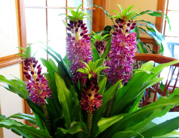 I brought Mama this Pineapple Lilly as an early birthday gift, August 2014.
