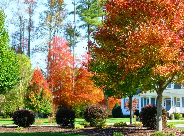 Our neighbors' yards are particularly beautiful in the fall.   Yorktown, Virginia, October 2008