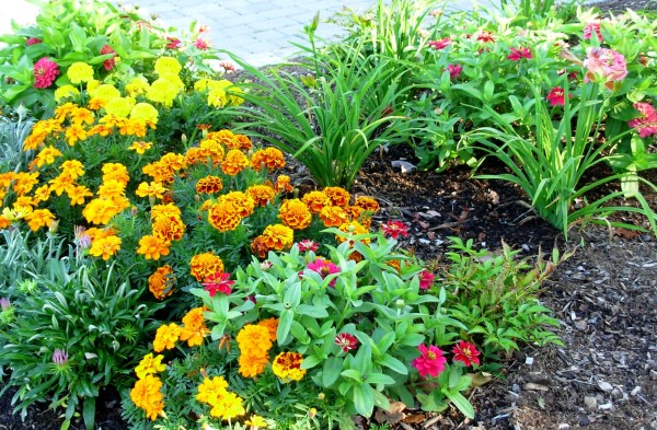 September flowers, Bar Harbor, 2007