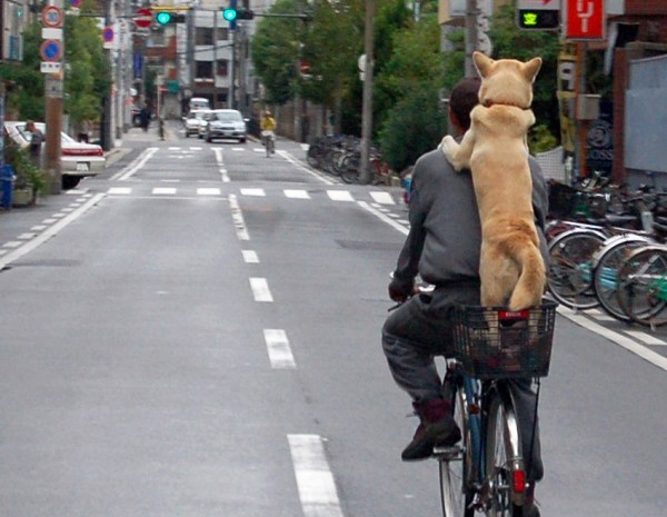 A dog riding the bicycle by Takato Marui, Osaka, Japan. Via Wikimedia Commons, Licensed under CCA 2.0
