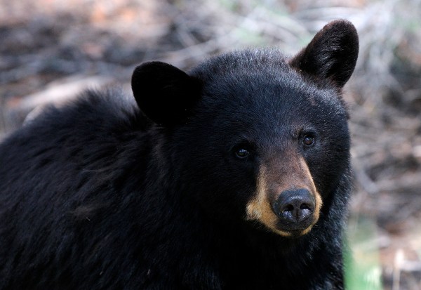 American black bear at Yellowstone National Park, Wyoming, June 2011 Photo by Hans Stieglitz via Wikimedia Commons, CC-BY-SA-3.0