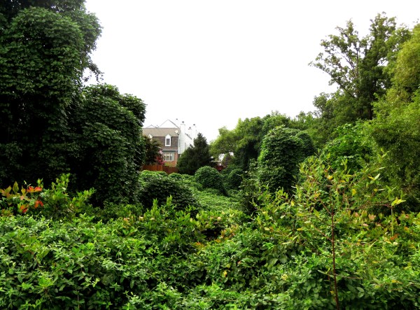 At the center of my picture stands Jeff, surrounded by  forces of nature beyond our control. But I must admit, even the kudzu is beautiful.  September 2014