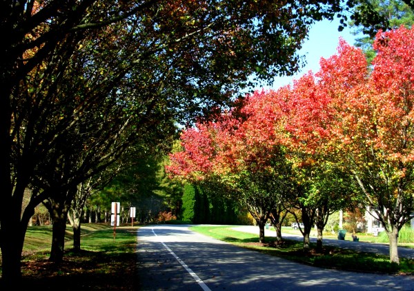 This is a favorite part of my walk all year round, but especially in fall.  Yorktown, November 2008