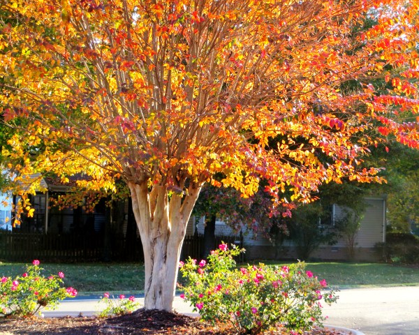 Autumn tree with roses, November 2014