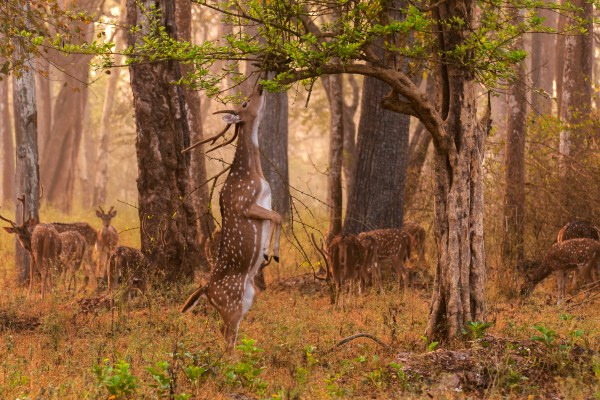 This stag was a bit more determined than his peers. Chital Stag in Nagarhole National Park, by Yathin S. Krishnappa [CC-BY-SA-3.0, via Wikimedia Commons