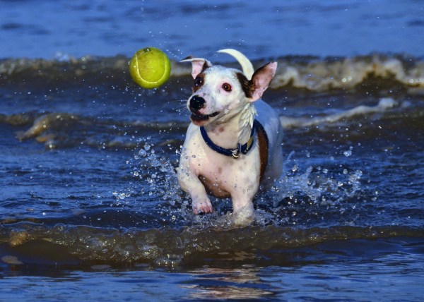 Jack Russell Terrier by Steve-65 via Wikimedia Commons