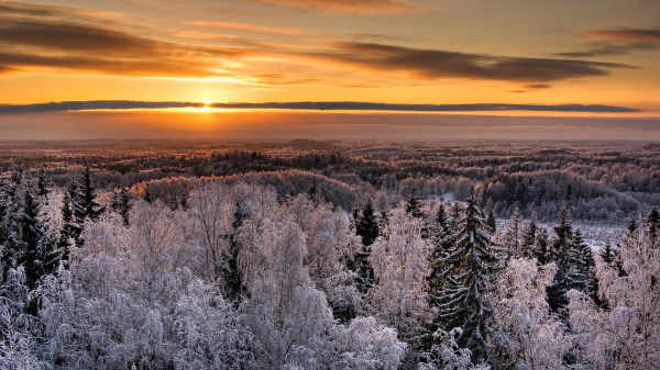 Like the sun in the coldest winter, the dream shines on. Karula National Park, Estonia by Amadvr via Wikimedia Commons