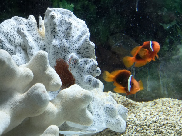 ...and also Mr. and Mrs. Clownfish (and their eggs)