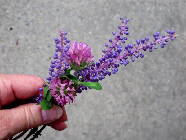 I picked these clover and liriope blooms on my walk last September, and photographed them so you can see them too!