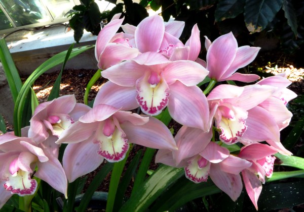 More than just an arrangement of cells: orchids at the National Botanic Garden, Washington DC, April 2014