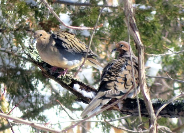 The snow didn't fool these birds -- they know it's spring! Alexandria, VA March 2015