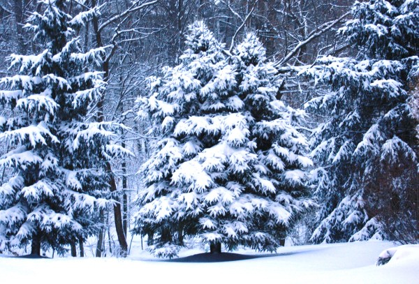 The woods behind our home were transformed by the snow. March 5, 2015