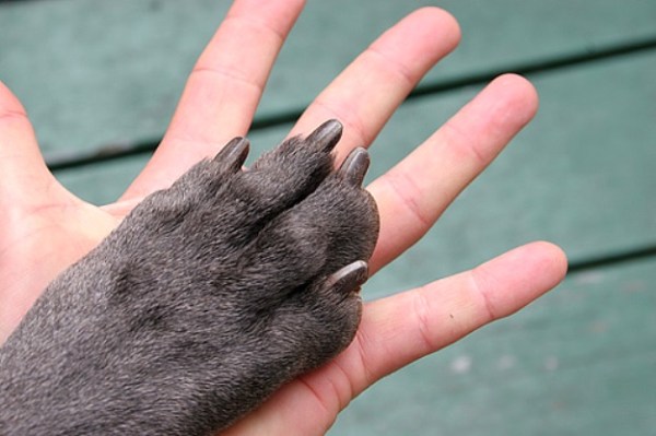 Living Hand to Paw by Bruce from San Francisco, CC BY 2.0 via Wikimedia Commons