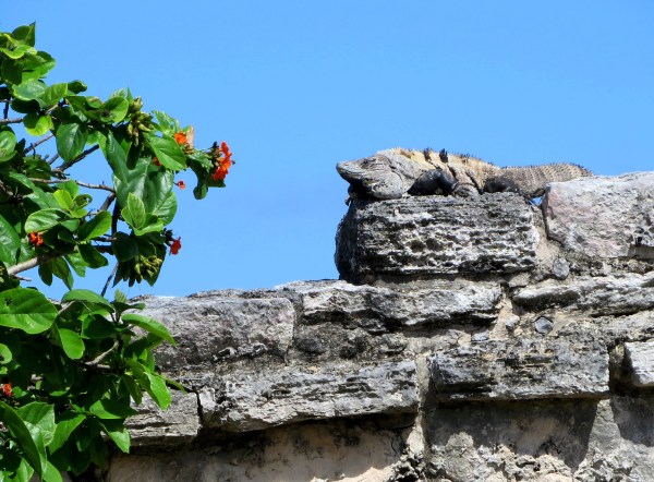 This big lizard seemed to enjoy the sunshine of the Mexican coast. Tulum, January 2015