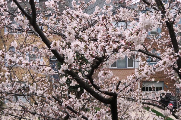 Cherry blossoms outside my window April 2015