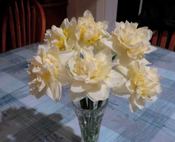 Aren't they pretty, considering they spent days with their faces down on the ground?  The abundant petals that weighed them down also made their blooms stronger.