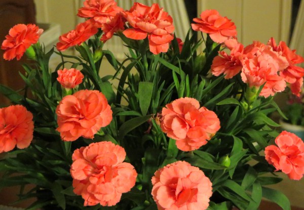 Wish me luck with this lovely dianthus! It's a perennial, so if I don't kill it, you may be seeing it again sometime.
