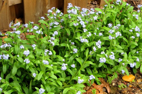 From Alaska to faraway Virginia, the flowers I enjoy today came from seeds a friend sent to me months ago. Alexandria, April 2015