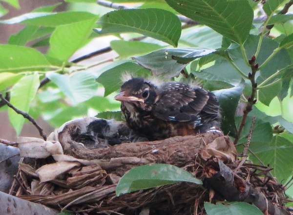 Third update, 8:35 am: WHOA! This one started fluffing feathers, and before I knew it, it was standing up, almost ready to fly away! I told you they grow up quickly! It sat when the worms arrived, though.