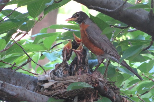 Second update: the light was good the morning this post published (Thursday), and I was thrilled to get this wonderful photo of the parent with hungry babies!