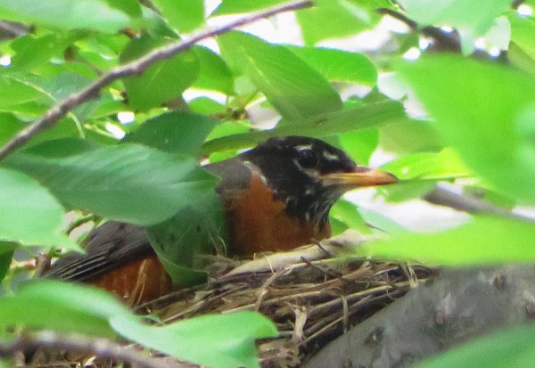 This sweet bird has been keeping me company this month.  Alexandria, June 2015