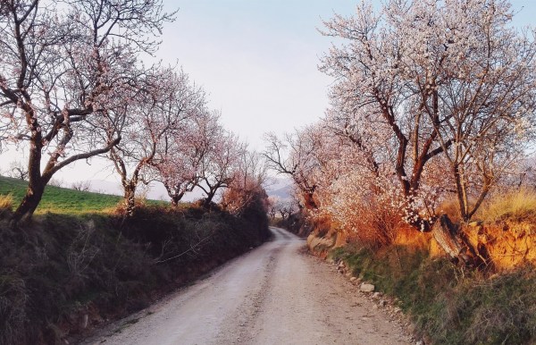 The road we travel is unknown to us, but it's a beautiful and compelling journey. Almendros en flor (cropped) by Gregorio Puga Bailón, CC by 2.0 via Flickr