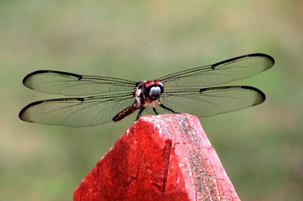 This little creature sat amazingly still while I took many photos. Our York back yard, July 2015