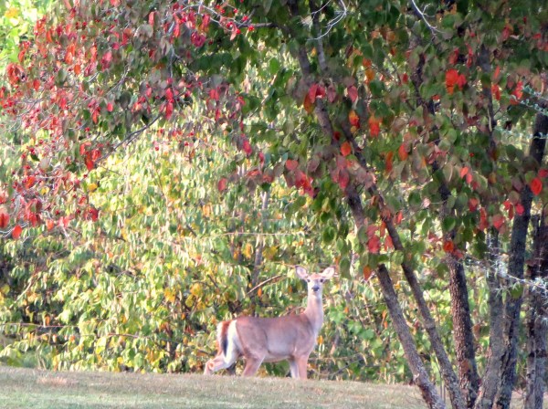 My afternoon walk was brightened by my encounter with this fellow stroller. Hickman County, Tennessee, September 2015