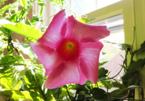 Just another Mandevilla flower, blooming in our Alexandria kitchen. October 2015