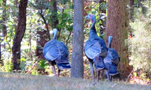 Nobody's Thanksgiving dinner