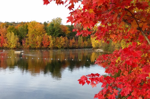 Susan is giving us a quick getaway to New England, where the colors are a joy to behold. Photo sent by Susan, taken in New Hampshire, October 2015