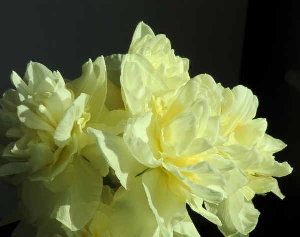 Choose a flower and be filled with joyful wisdom! Daffodil doubles, April 2015