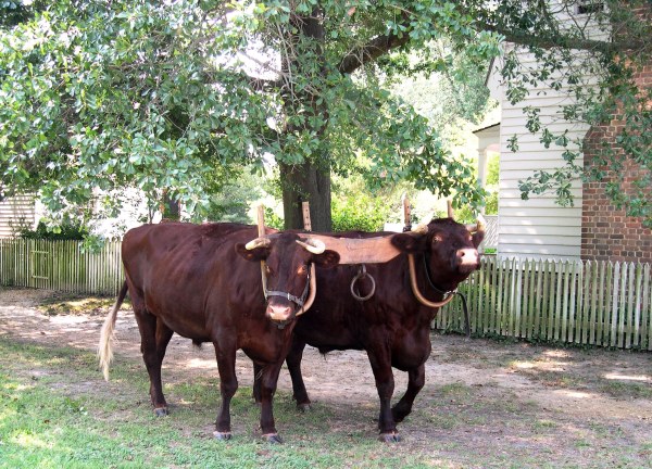 Quiet and strong, two oxen stroll down Duke of Gloucester Street. Colonial Williamsburg, Virginia, October 2005