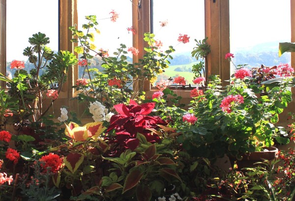 House plants in the conservatory at Dunster Castle, Somerset. Photo by Ian Turk, CC BY-NC-ND 2.0, via Compfight.com