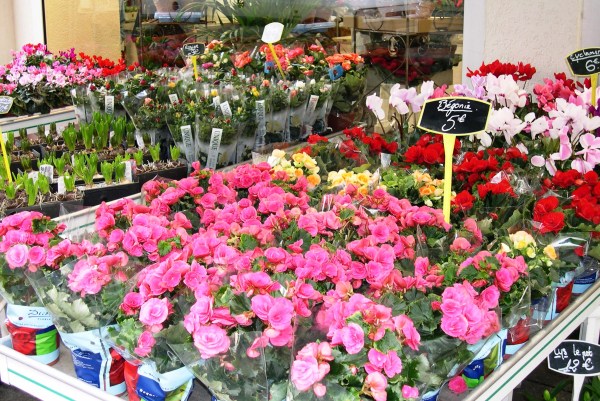 I photographed these flowers almost exactly ten years ago today. They continue to bring me joy. Paris, December 2005