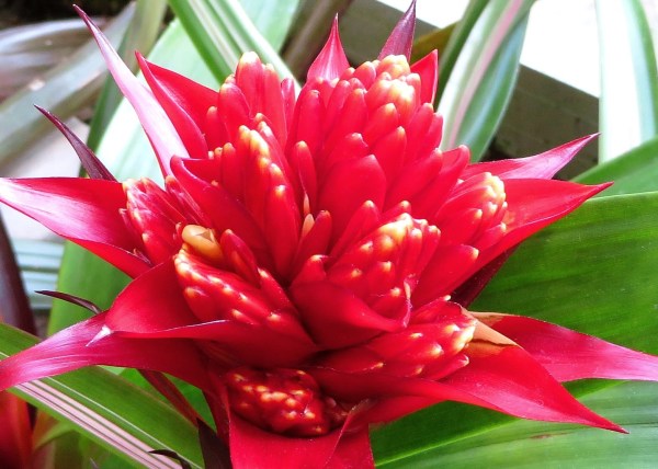 A red Bromeliad at the U.S. Botanic Garden, Washington, DC, April 2014