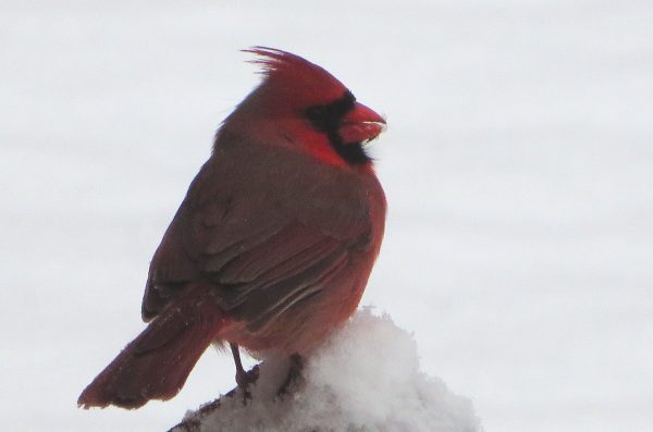 The cardinals stayed busy even in the snow, York County, February 2016. This is a view from our kitchen window as one perches on the deck railing.